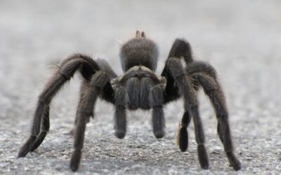Aracnofobia